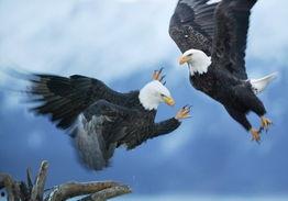 盘州美鹰最近大爆料新闻,揭秘行业背后惊人真相 第1张 盘州美鹰最近大爆料新闻,揭秘行业背后惊人真相 第1张