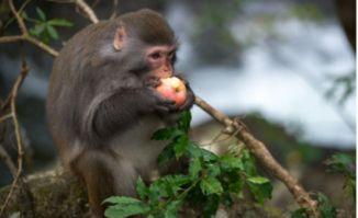 猴吃瓜背景视频下载免费,趣味横生的自然奇观揭秘 第2张 猴吃瓜背景视频下载免费,趣味横生的自然奇观揭秘 第2张